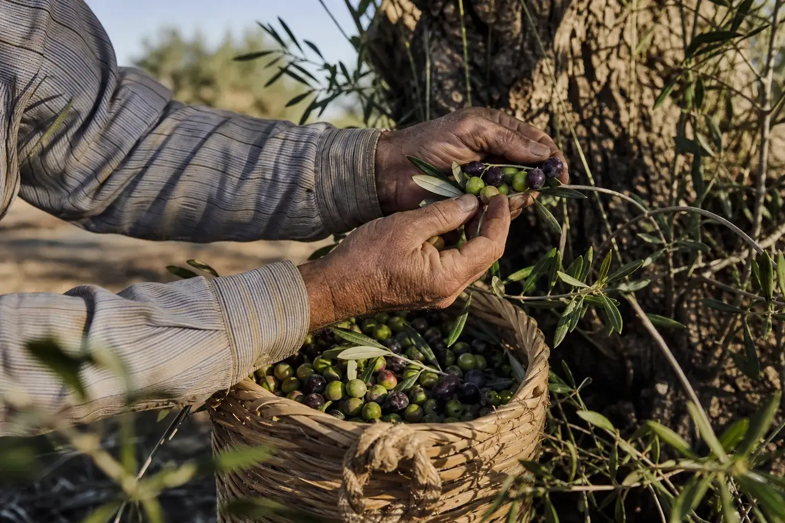 Zeytin dalından elle yapılan özenli hasat